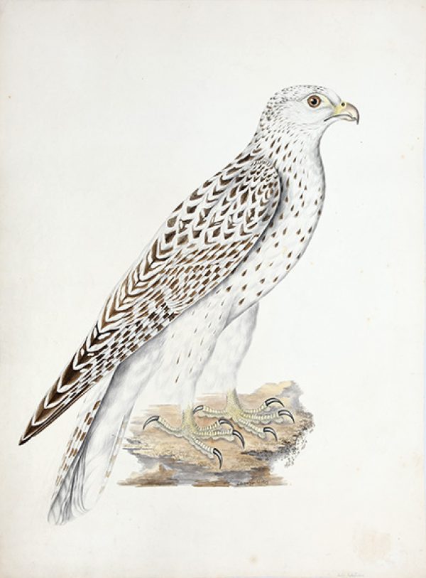 GOULD, Elizabeth. Original watercolour of a gyrfalcon. 1829.