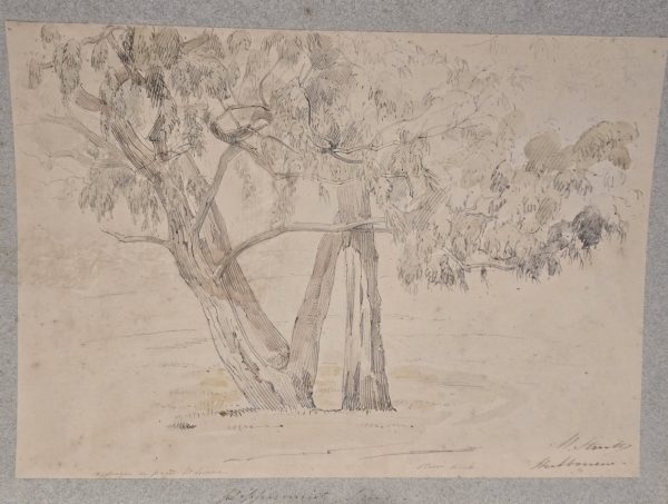 Peppermint Trees, Melbourne c1860 by William Strutt