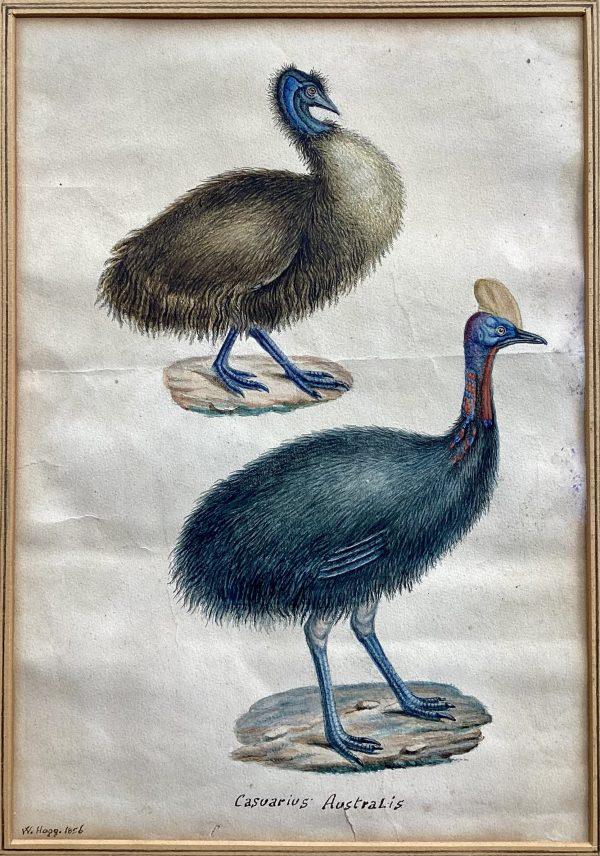 "CASUARIUS AUSTRALIS"; Original watercolour by William Hogg, 1856.