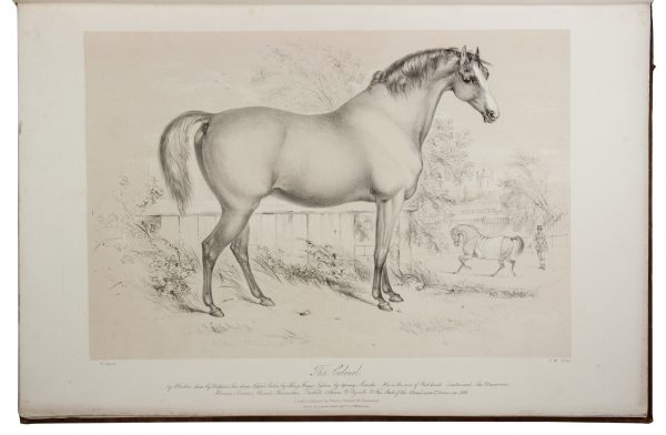 12 fine portraits of horses from the stables of Queen Victoria