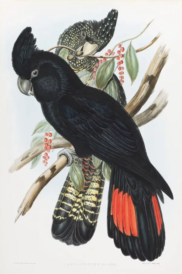 Calyptorhynchus Banksii