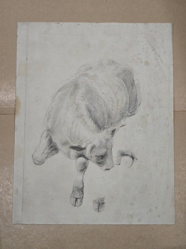 Studies of a Bullock and a Hoof by William Strutt (1825 - 1915)